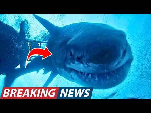 Divers JUST Released