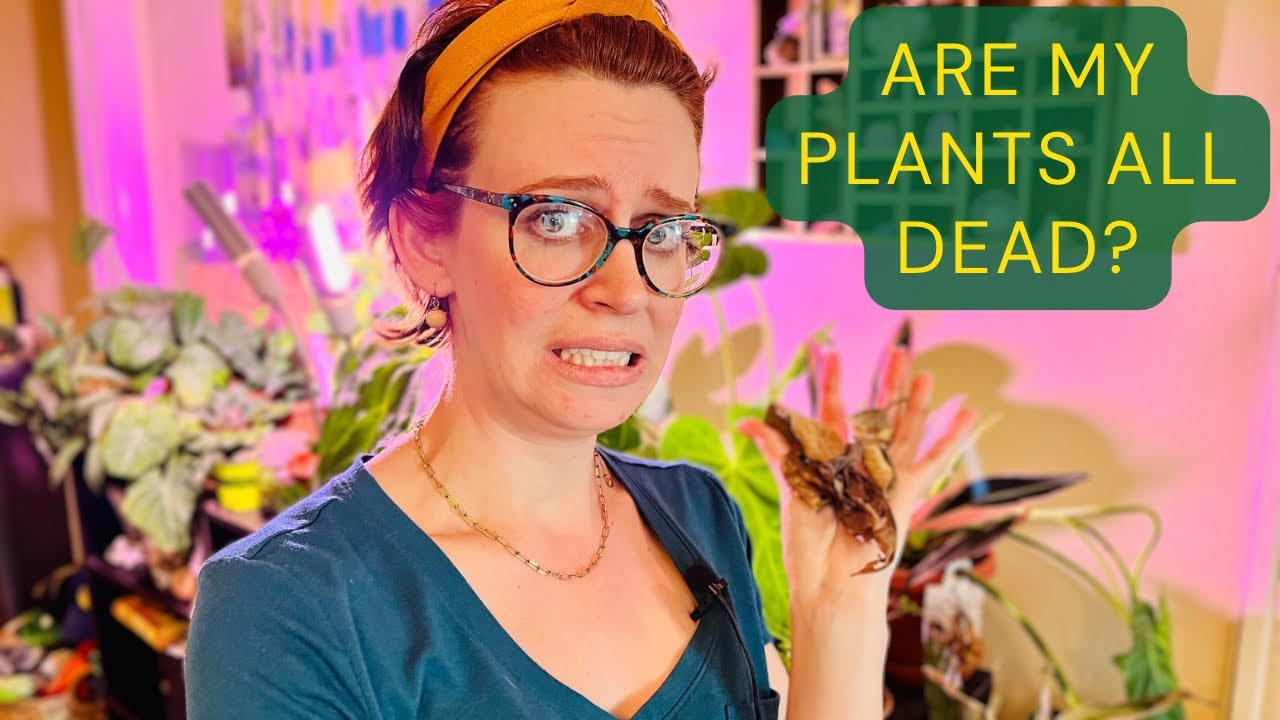 I left my plants alone for a month! But did they die? Hopemyplants