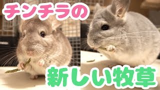 チンチラに新感覚な牧草あげてみた！！【チンチラ日記３３】Chinchilla's Diary33