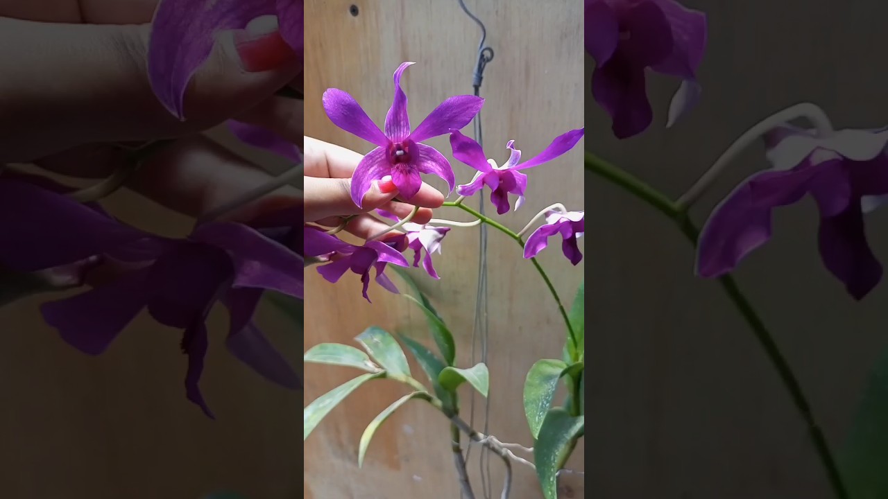 Anggrek jadul dendrobium caesar red - YouTube