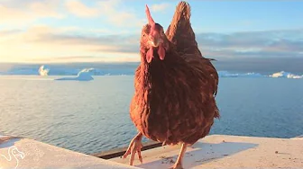 Monique The Chicken Sails Around The World With Her Dad