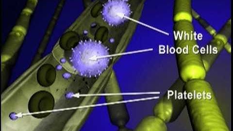 T-Cell Migration - National MS Society