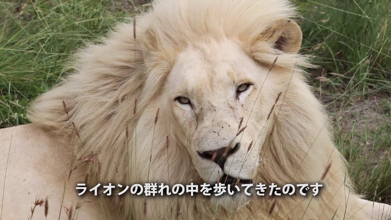 短編 ホワイトライオン 人類へのラストメッセージ Youtube