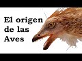 Historia de los dinosaurios 06 - El origen de las aves