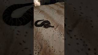 Baby Rattlesnake On My Bed! #Rattlesnake #Venomoussnakes #Reptiles #Snakes #Viper