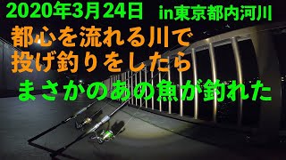 【東京の釣り】3月に大都会の川投げ釣りしたら何が釣れるか試してみた結果