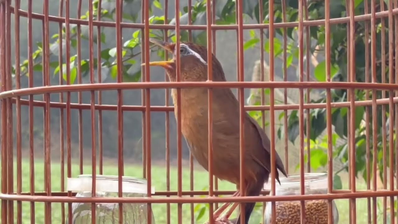 Luyện chim hoạ mi hót đấu căng lửa mỗi ngày hiệu quả cực mạnh/ Vực hoạ mi yếu lửa, Hoạ mi hót hay 