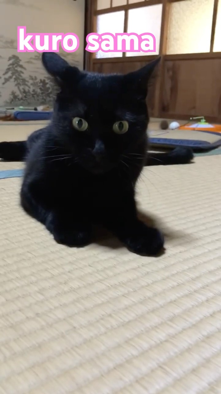 黒ネコ】クロさま #黒猫 #くろねこ #ねこ #ねこのいる生活 - YouTube