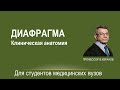 Клиническая анатомия диафрагмы