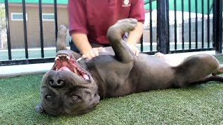 AESOP - (RESCUE PULL!)