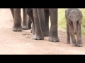 Baby Elephant Walking