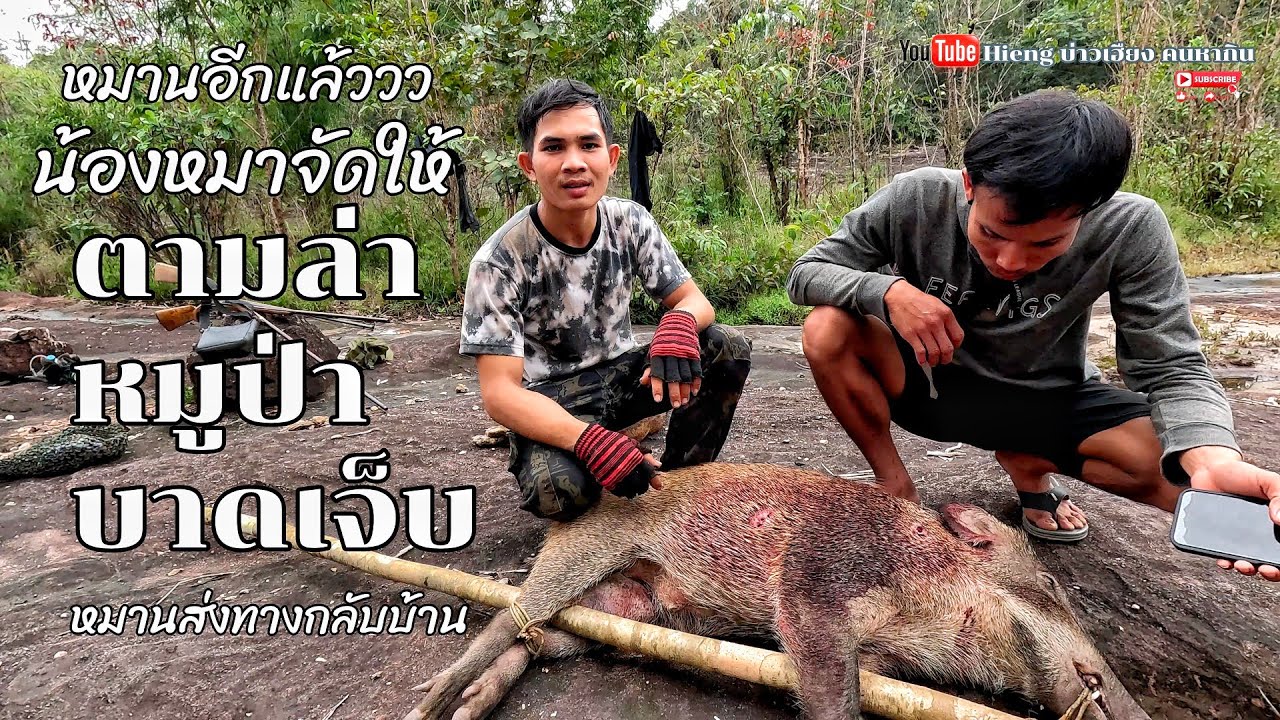 ตามล่าเเกะรอยหมูป่าบาดเจ็บหมานๆ//ຕາມລ່າເເກະຮອຍຫມູປ່າບາດເຈັບຫມານໆ Hieng บ่าวเฮืยง คนหากิน
