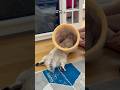 I M A Gooty Goober 仆 Kikicutekitty Goofy Funny Comedy Jokes Scottishfold Activecats Fyp I M A Gooty Goober 仆 Kikicutekitty Goofy Funny Comedy Jokes Scottishfold Activecats Fyp