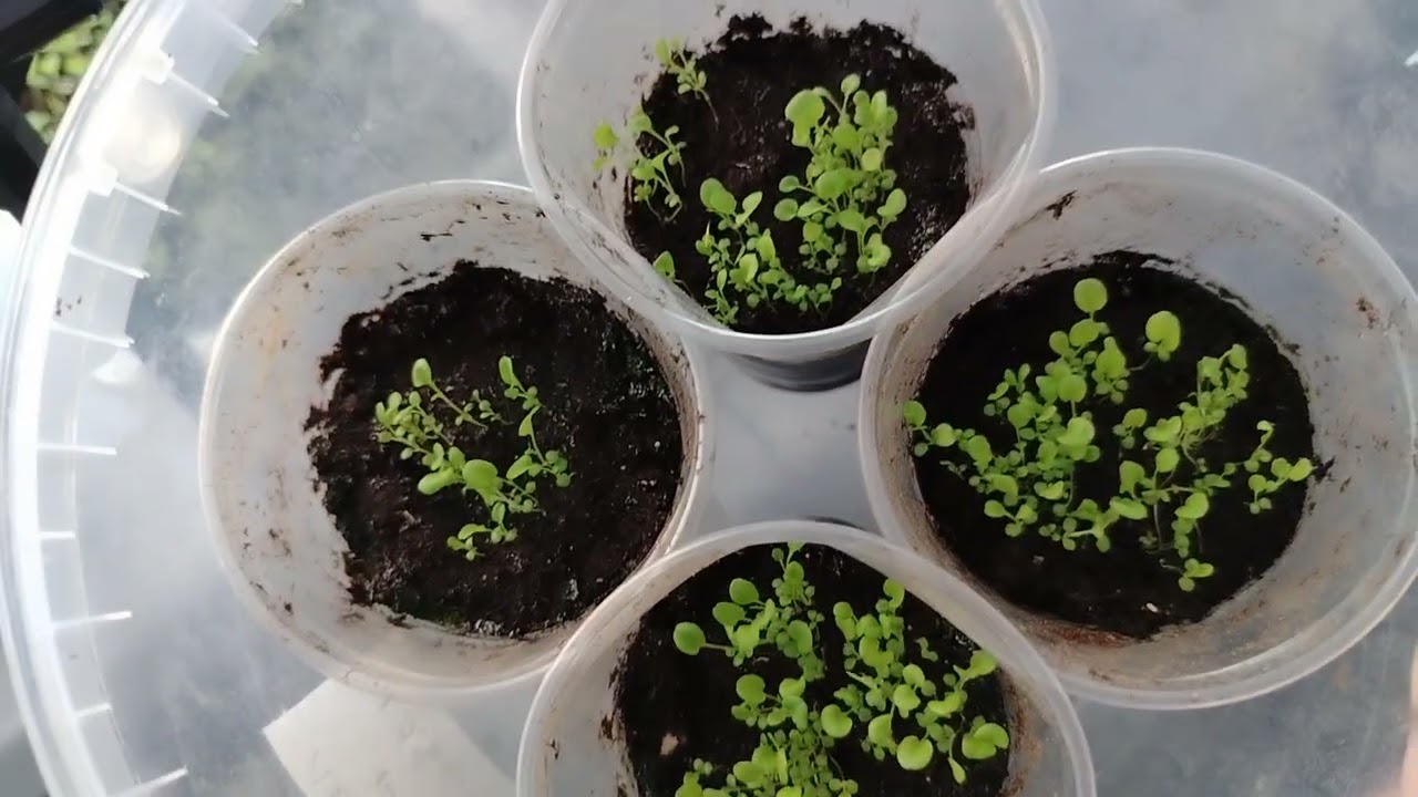 10.03.26г Рассадные хлопоты