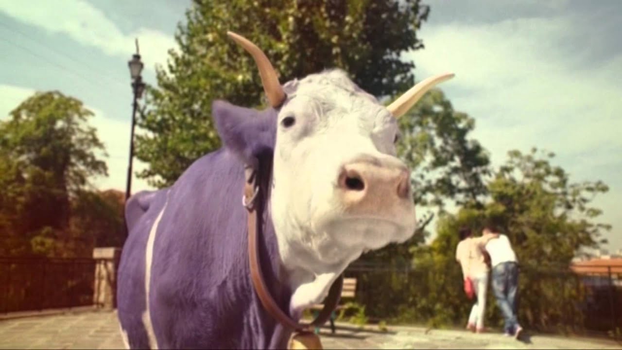 Видео с милкой. Корова из рекламы Милка. Корова Милка из рекламы шоколада. Реклама Милка. Реклама Милка с коровой.