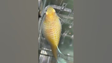 Cận cảnh bệnh xù vảy kèm xuất huyết thân ở cá bảy màu#guppy #nhacabaymau #cabaymau #ca7mau