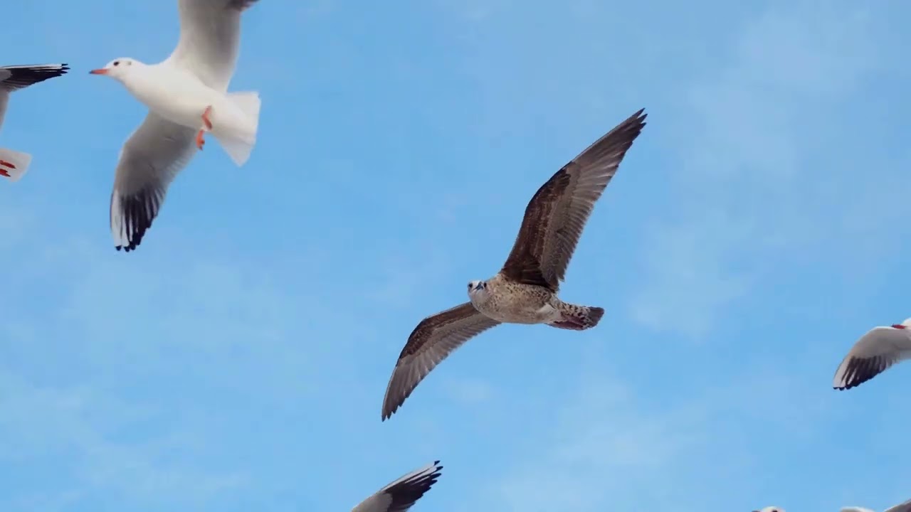 مناظر طبيعية 4K 🌄 موسيقى هادئة لإزالة التوتر وتحسين التركيز فورًا