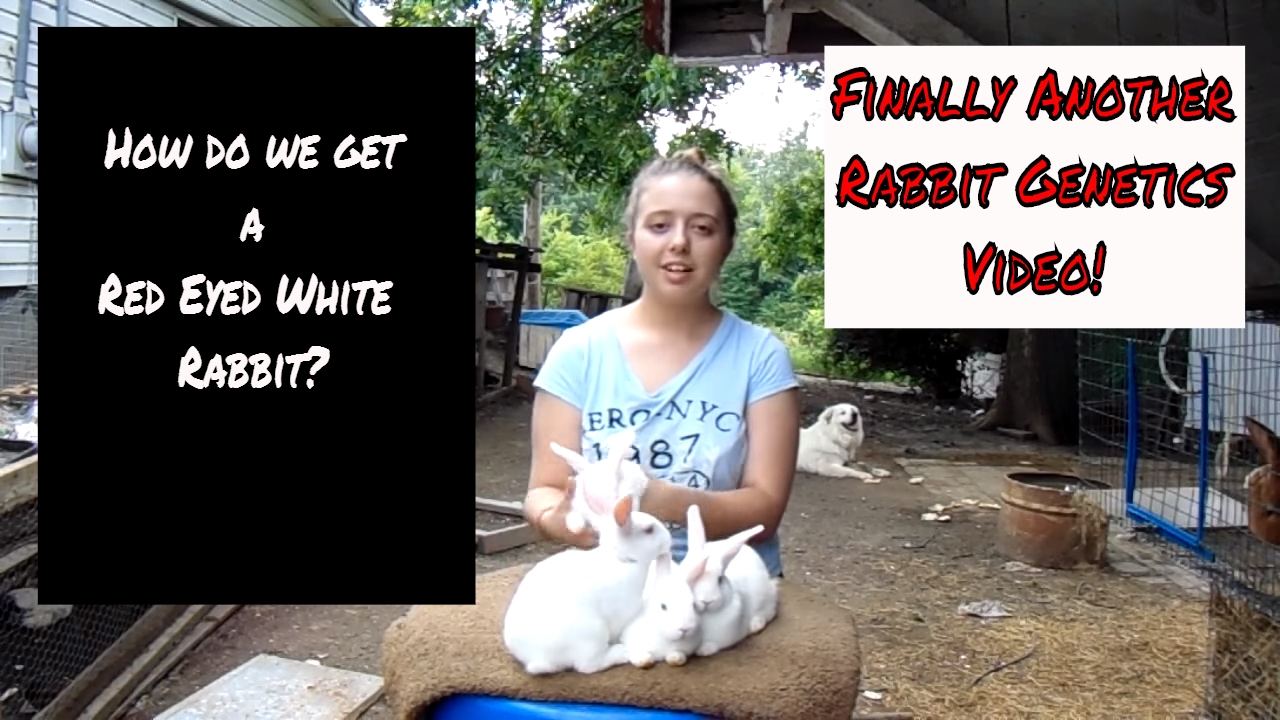 Rabbit Genetics - How and Why We Get a Red Eyed White Rabbit - YouTube