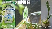 水草水槽用底床肥料 固形肥料 の正しい使い方 How To Use Plant Food Fertilizer グロッソスティグマ クリプトコリネ エキノドルスを植えている方は必見 Youtube