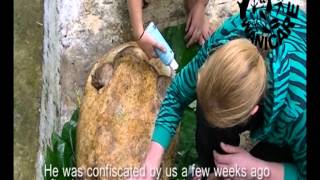 Severe Injured Turtle being treated with medicine.avi