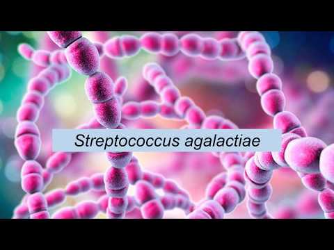 Microbiologia Médica: Streptococcus agalactiae