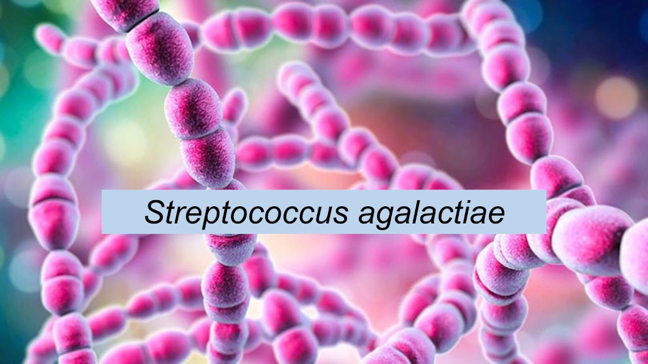 Streptococcus a péniszen