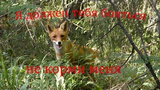 Встреча с лисёнком в лесу. Meeting with a fox in the forest