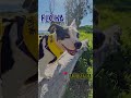 🐶Search &amp; Rescue Pooch named Flicka is looking for YOU! 🐾❤️ #rescuedog #history
