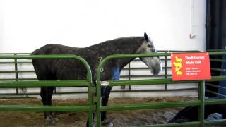 North Carolina State Fair 2012 -- Farm Animals, Pigs, Cows, Goats and etc!  -- Oct 13, 2012