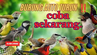 Suara Pikat Burcil Kombinasi Kutilang Dan Burung Kecil Ribut.