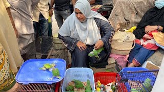 BIGGEST PARROT SUNDAY LALUKHET BIRDS MARKET | Urdu / Hindi | PBI Official