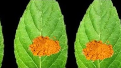 24 जुलाई हरियाली अमावस्या के दिन तुलसी के पत्ते और हल्दी वाला उपाय जरूर करें बनोगेPradeep Ji Mishra