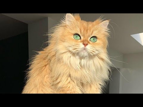 فيديو: هل قطط كاليكو الصامتة نادرة؟