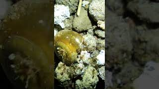 lomba tarik siput