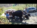 Carro de Búfalo