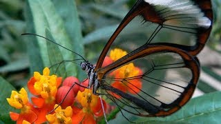 Top 10 Beautiful Butterflies In The World | SuprTop