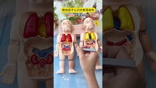 Human body model enlightenment toys can let children understand the structure and function of the b