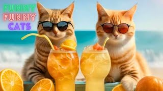 Funny Cat Video Compilation  World's Funniest Cat Videos Funny Cat Videos Try Not To LaughPart 59