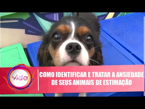 Vídeo: Passos para Identificar e Facilitar a Ansiedade em Animais de Estimação