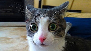 CATS.exe is broken..