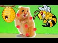 🐝🐝Hamster Escape Traps Obstacles Swarms BEE In Hamster Stories