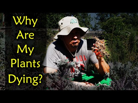 Video: Dying Container Plants - Why A Plant May Suddenly Die