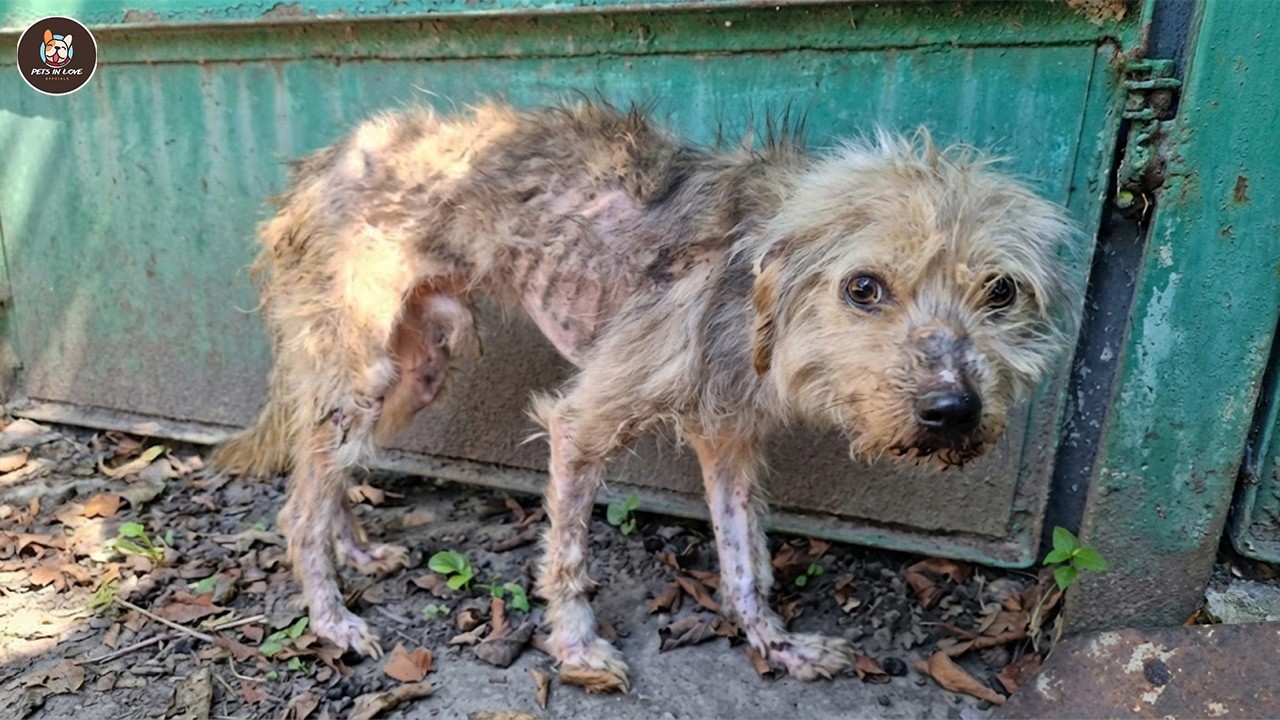 Всю жизнь его называли «уродливым», и, увидев себя в зеркале, он тихо плакал.