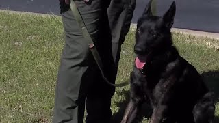 Meet Jett, Miller County Sheriff's Office's first K-9 officer in 15 years