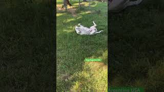 Grass smells good enough to roll in #dogoargentino