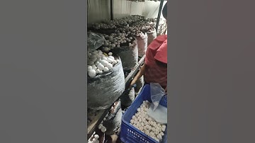 Button Mushroom #efarmingodisha #shots #farming