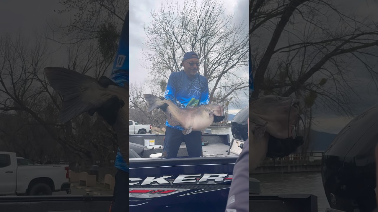 Рекордный сом из озера Клирлейк! 