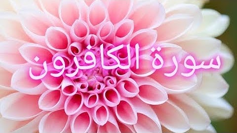 سورة الكافرون بصوت الشيخ سعد الغامدي Sourat Al-kafirou /Saad Al-Ghamidi