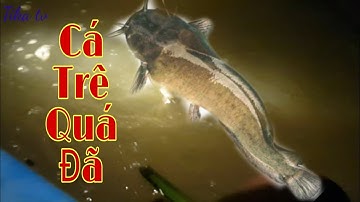 Cắm Câu Cá Trê Sông Bằng Mồi Trùng Cái Kết Quá Đã || Fishing || Sông nước miền tây