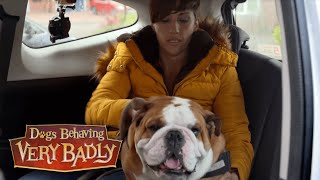 Dogs Behaving Very Badly  Series 2, Episode 4 | Full Episode
